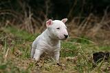 BULL TERRIER MINIATURE 285
